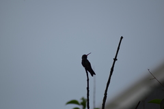 Cynanthus latirostris