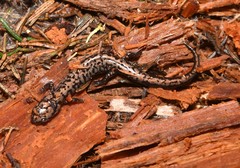 Plethodon welleri