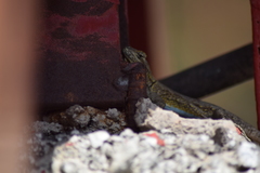 Sceloporus grammicus