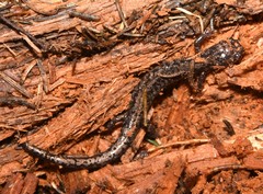 Plethodon welleri