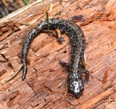 Plethodon welleri