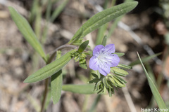 Phacelia linearis