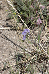 Phacelia linearis