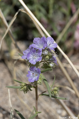 Phacelia linearis