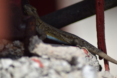 Sceloporus grammicus