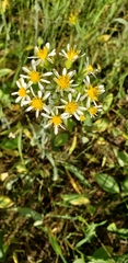 Senecio integerrimus ochroleucus