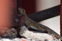 Sceloporus grammicus
