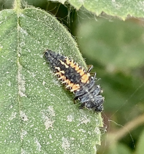 iNaturalist observation photo of Asian Lady Beetle