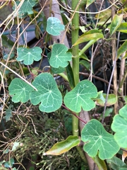 Tropaeolum tuberosum