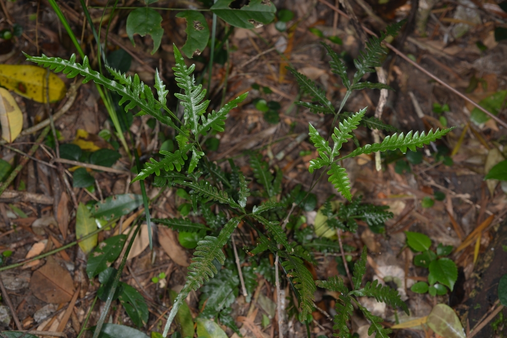Pteris dimorpha (Pteris dimorpha)