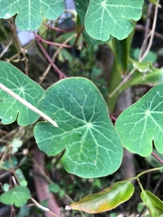 Tropaeolum tuberosum