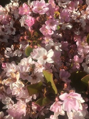Apis mellifera