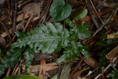 Pteris dimorpha