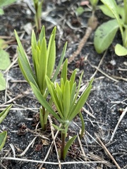 Lilium philadelphicum