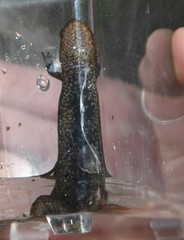Desmognathus kanawha