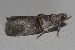 Acrobasis texana