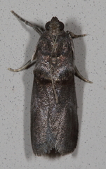 Acrobasis texana