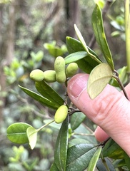 Alyxia sinensis