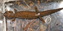 Desmognathus kanawha