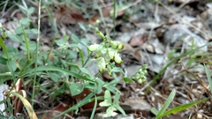 Hebecarpa ovatifolia