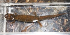 Desmognathus kanawha