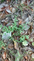 Hebecarpa ovatifolia