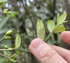 Alyxia sinensis