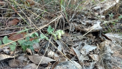 Hebecarpa ovatifolia