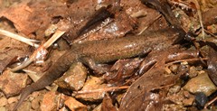 Desmognathus kanawha