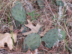 Opuntia cespitosa
