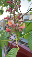 Aesculus × carnea