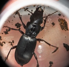 Pterostichus rostratus