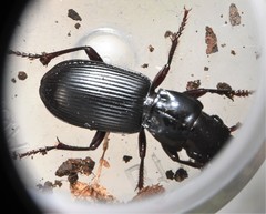 Pterostichus rostratus