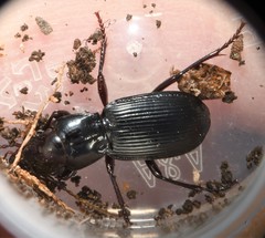 Pterostichus rostratus