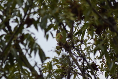 Turdus rufopalliatus