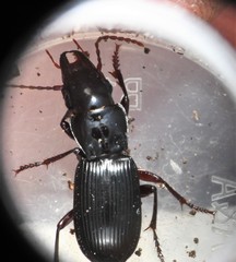 Pterostichus rostratus