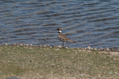 Charadrius vociferus