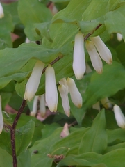 Polygonatum lasianthum