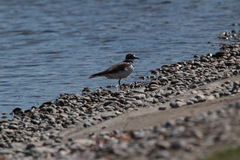Charadrius vociferus