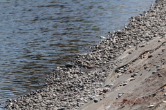 Charadrius vociferus