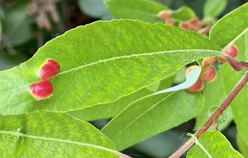iNaturalist observation photo of Willow Apple Gall Sawfly