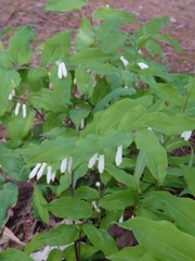 Polygonatum lasianthum