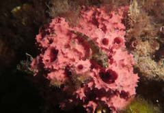 Helcogramma decurrens