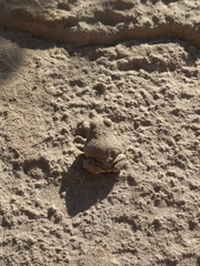 Pleurodema nebulosum