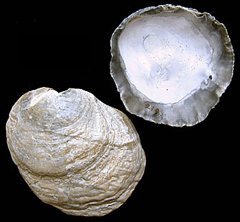 Pododesmus patelliformis