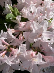 Rhododendron × hybridum