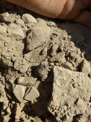 Pleurodema nebulosum