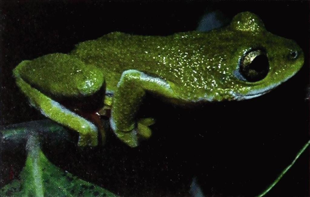 Western Reed Frog