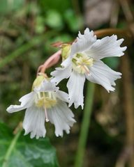 Shortia galacifolia