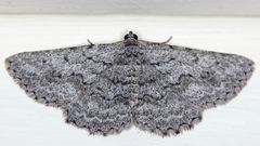 Psilosticha absorpta